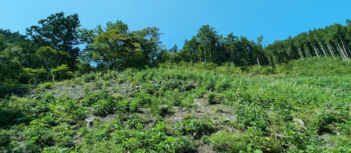 ヨタカの森 - UERUT | ウエルト | UERUT | ウエルト