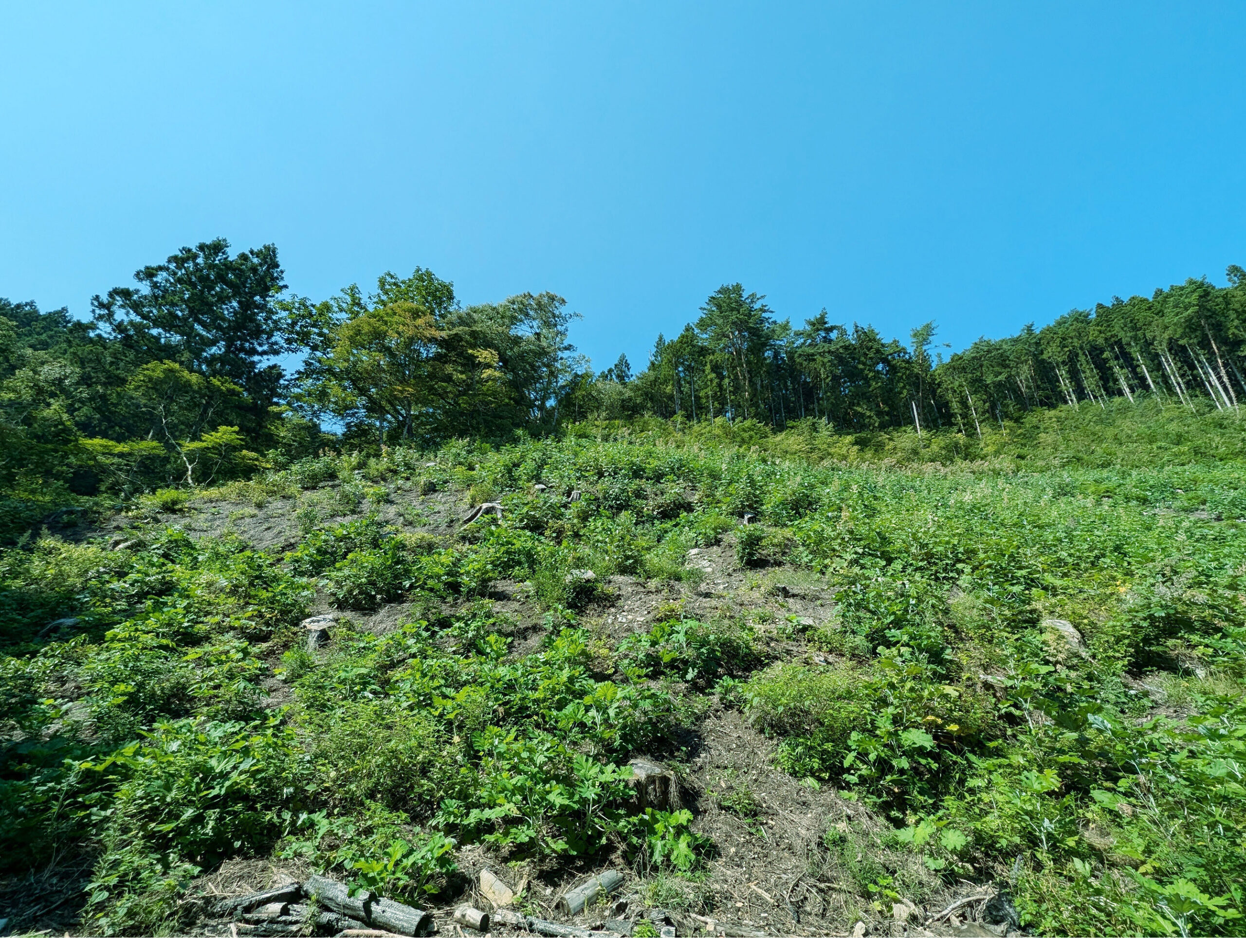 ヨタカの森
